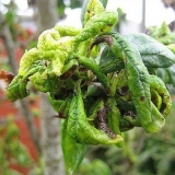 Listovi šljive se uvijaju - šta učiniti